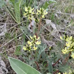 hermit milkvetch thumbnail 4