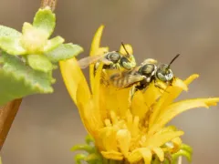Bruner's Fairy Bee thumbnail 3