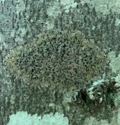 Speckled Blister Lichen thumbnail 2
