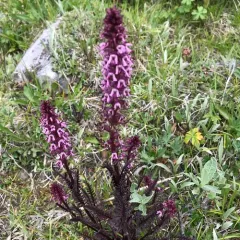 Elephant's-Head lousewort thumbnail 4