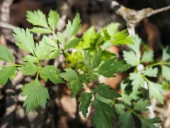 Hairy-jointed Meadow-parsnip thumbnail 2