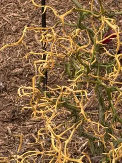 trifoliate orange thumbnail 4