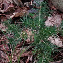 balsam fir thumbnail 2