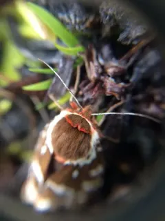 Opulent Tiger Moth thumbnail 3