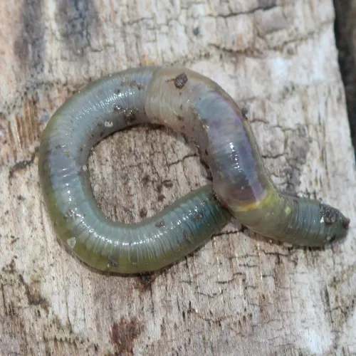Green Worm