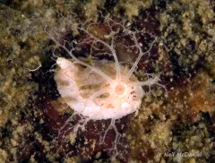 Pale Creeping Pedal Sea Cucumber thumbnail 3
