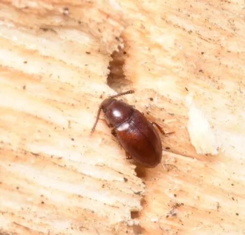 Myrmedophila americana