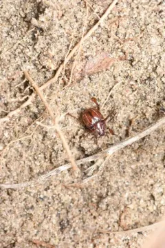Haeterius tristriatus thumbnail 2