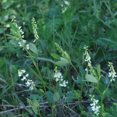 White Sweetclover thumbnail 4