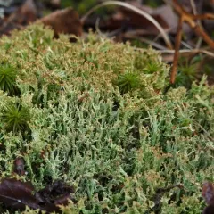 Organ-pipe Lichen thumbnail 4