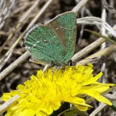 Sheridan's Hairstreak thumbnail 3