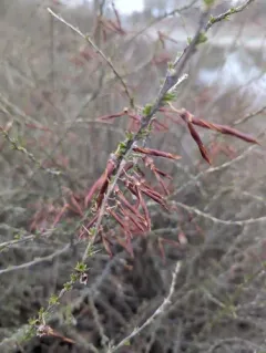 Pygmy Caragana thumbnail 2
