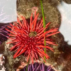 Red Sea Urchin thumbnail 3