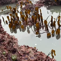 Southern stiff-stiped kelp thumbnail 4
