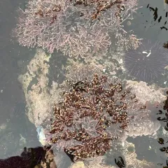 Calliarthron tuberculosum thumbnail 4