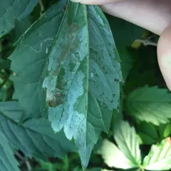 Phyllocnistis ampelopsiella thumbnail 2