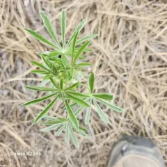 Silky Lupine thumbnail 3