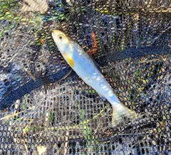 Atlantic Salmon thumbnail 4