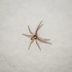 Philodromus josemitensis thumbnail 3