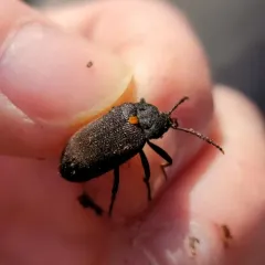 Oblique Polypore Fungus Beetle thumbnail 4