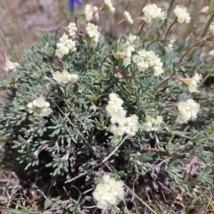 thymeleaf buckwheat thumbnail 4