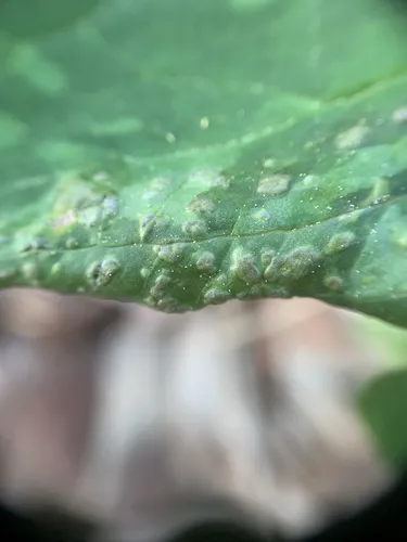 Urocystis trillii