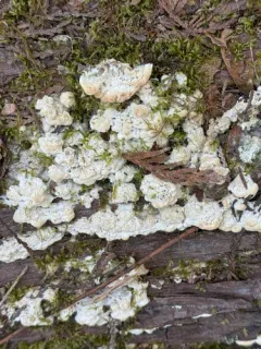 Rigidoporus cuneatus thumbnail 2