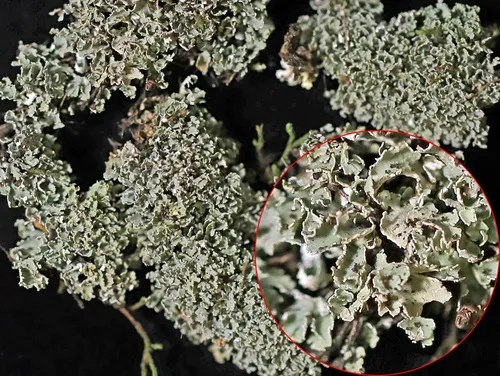 Rock-loving Cladonia