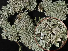 Rock-loving Cladonia thumbnail 1