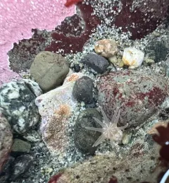Ten-tentacled Burrowing Anemone thumbnail 4