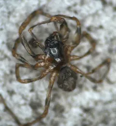Cryphoeca exlineae thumbnail 3