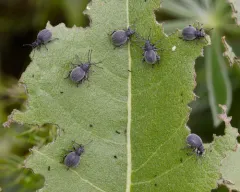 Omias saccatus thumbnail 3