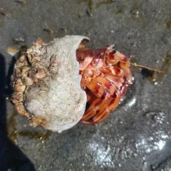 Armed Hermit Crab thumbnail 3