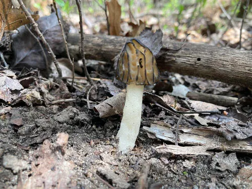 Semifree Morel