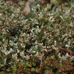 Peg Lichen thumbnail 3