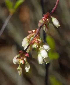 Black Highbush Blueberry thumbnail 4