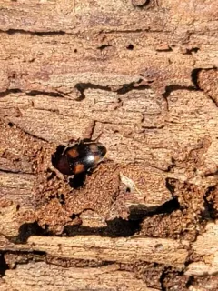 Holostrophus bifasciatus thumbnail 4