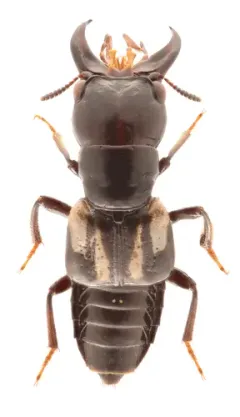 Oxyporus major thumbnail 3