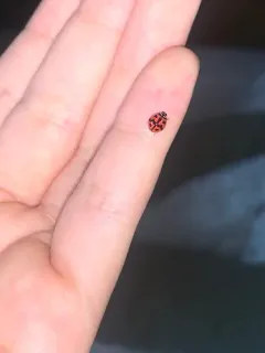 Six-spotted Zigzag Ladybird thumbnail 1