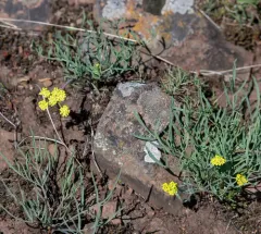 Succor Creek parsley thumbnail 2