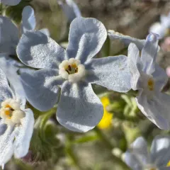 Okanogan Stickseed thumbnail 4