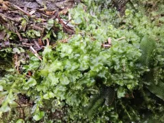 Calycularia laxa thumbnail 2
