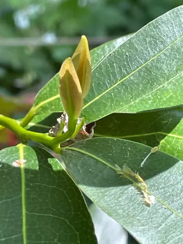 Bay laurel