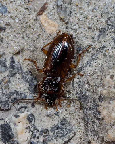Black-middled Harp Ground Beetle