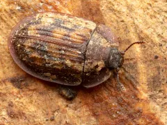 Pippingsköld's Bark-gnawing Beetle thumbnail 3