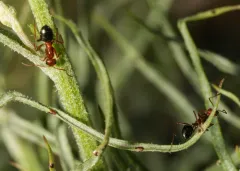 Mann's Field Ant thumbnail 3