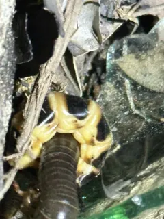 Western Banded Glowworm thumbnail 3