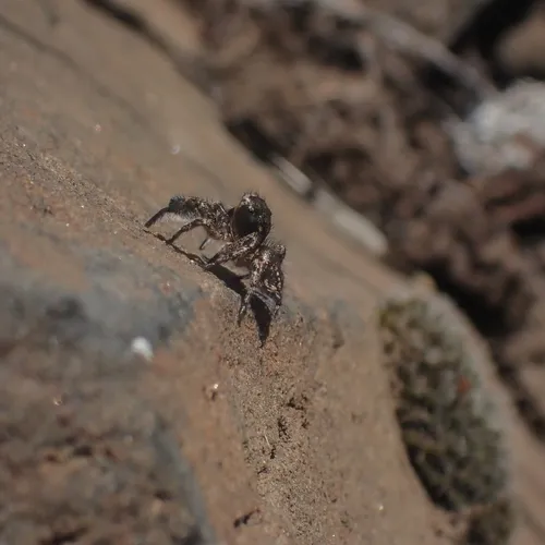 Hirsute Paradise Spider