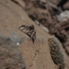 Hirsute Paradise Spider thumbnail 1
