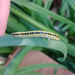 Toadflax Brocade Moth thumbnail 3